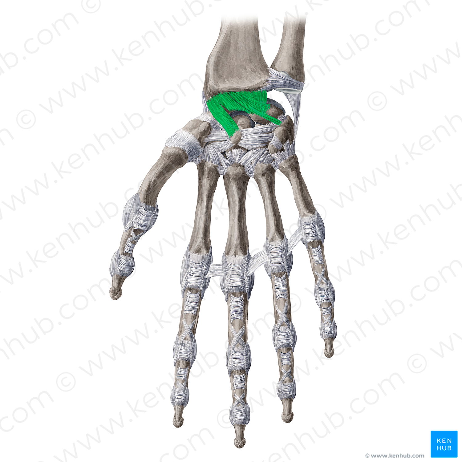 Palmar radiocarpal ligament (#4607)