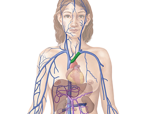 Left brachiocephalic vein (#10015)