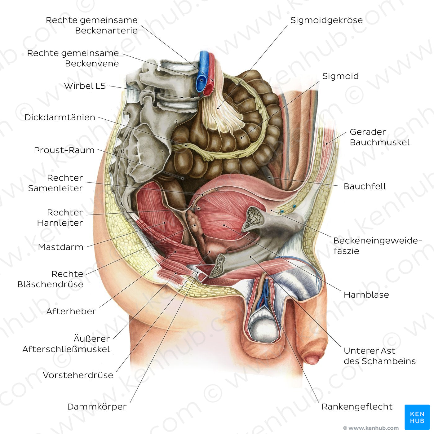 Male pelvic viscera and perineum (German)