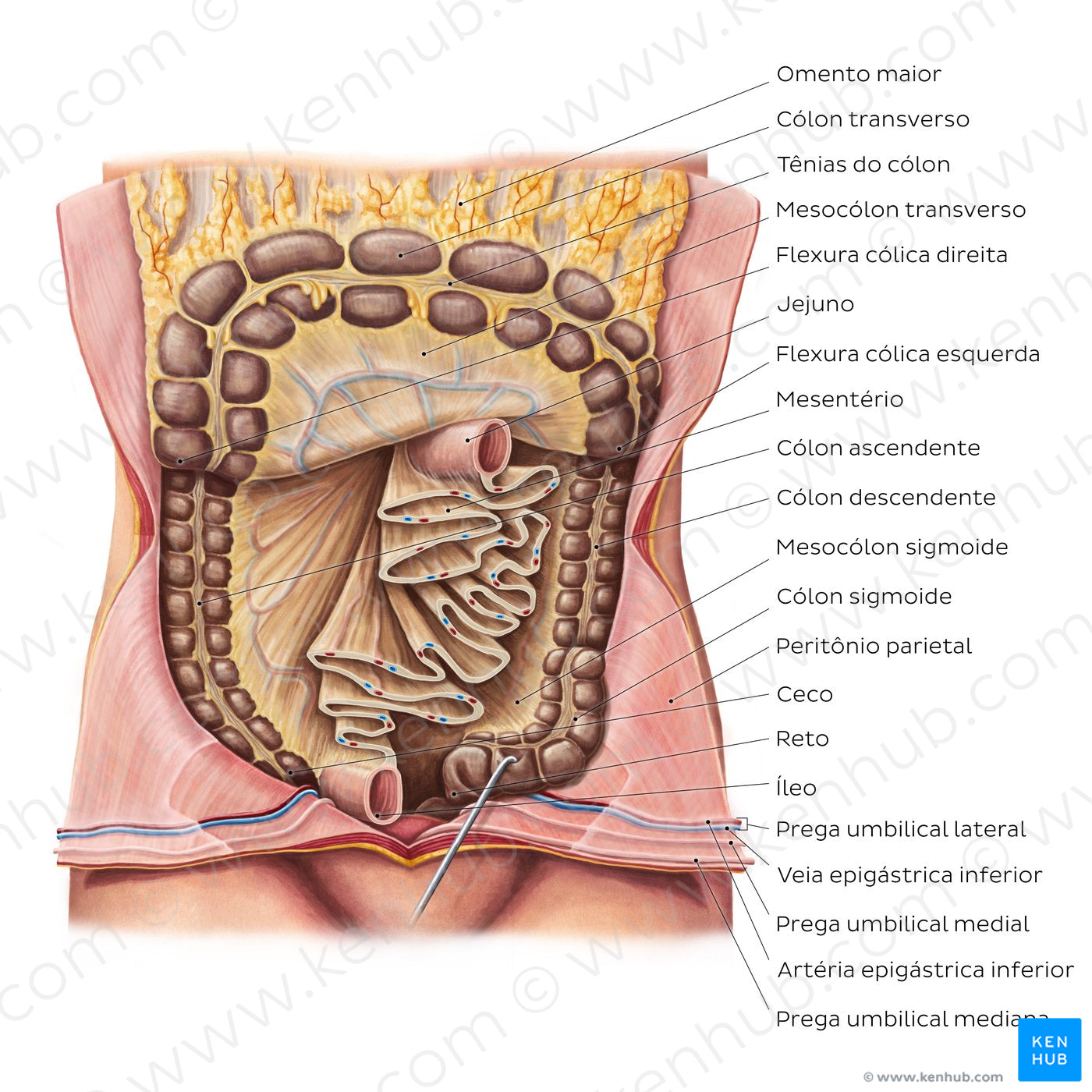 Mesentery (Portuguese)