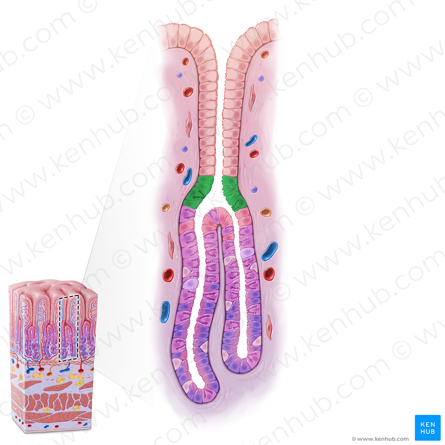 Isthmus of gastric gland (#21627)