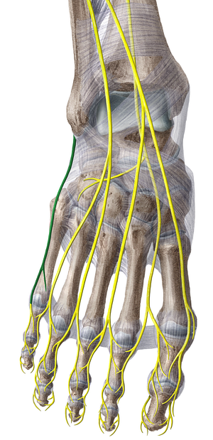 Lateral dorsal cutaneous nerve of foot (#6375)