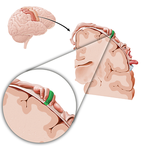 Motor cortex of middle finger (#11080)