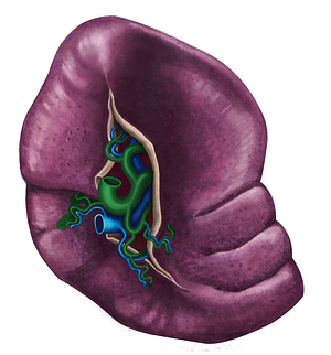 Splenic artery (#1788)