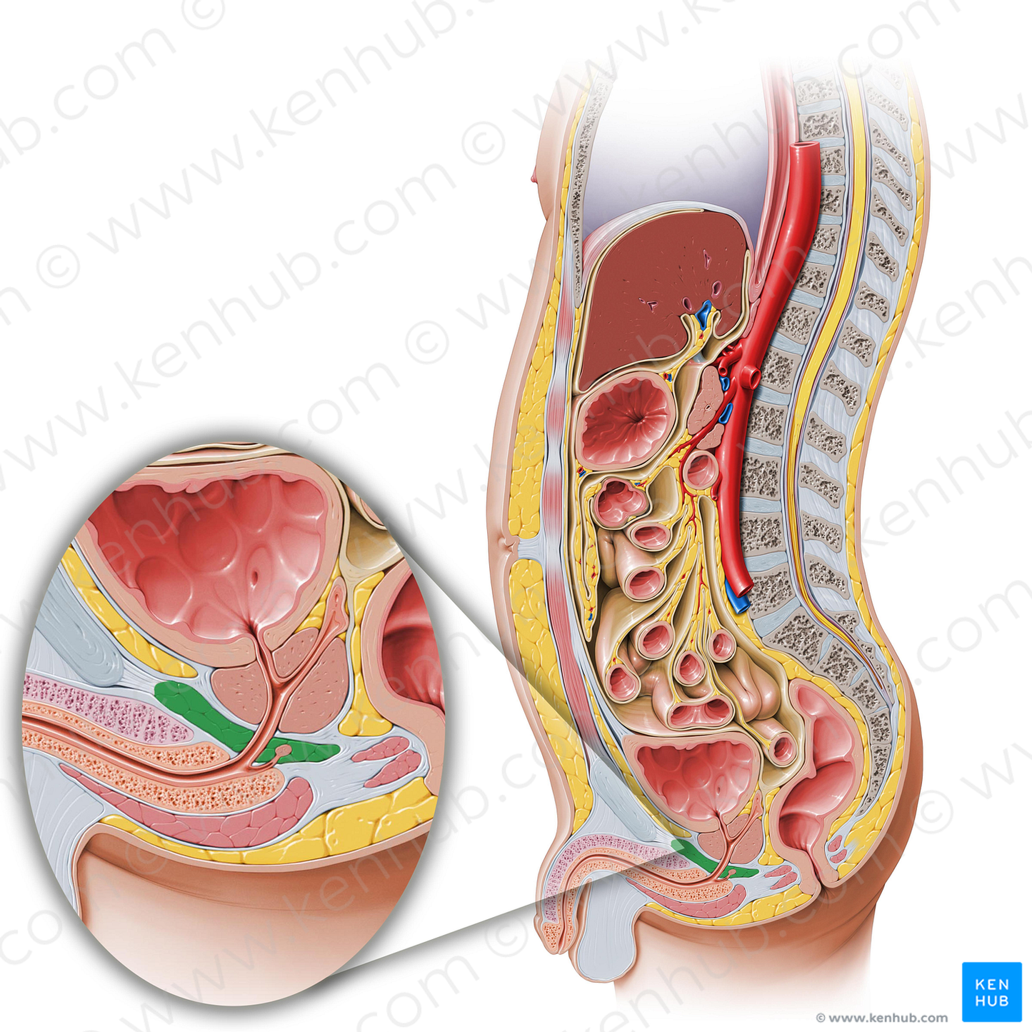 Urogenital diaphragm (#3265)