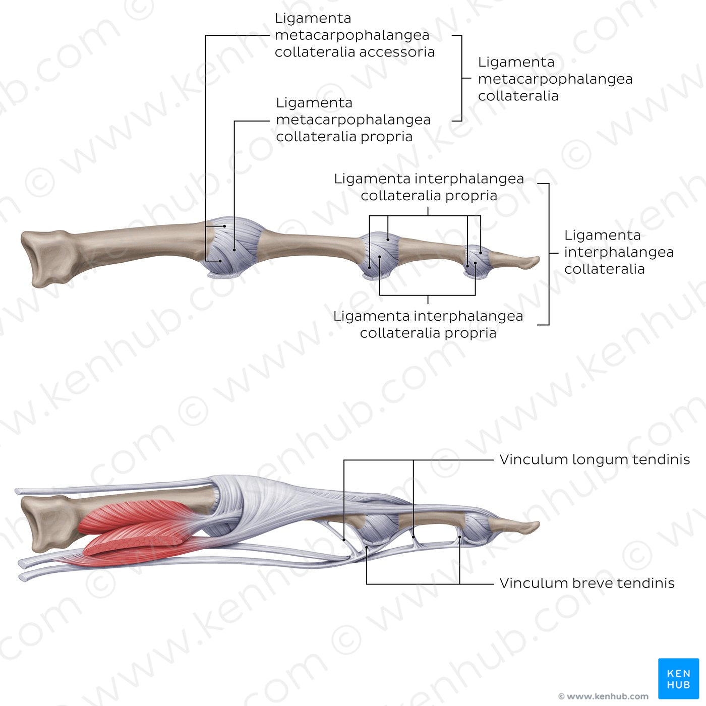 Ligaments of the metacarpals and phalanges: Lateral view (Latin)