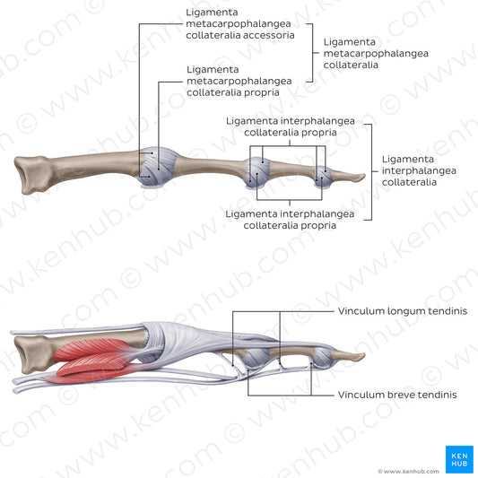 Ligaments of the metacarpals and phalanges: Lateral view (Latin)