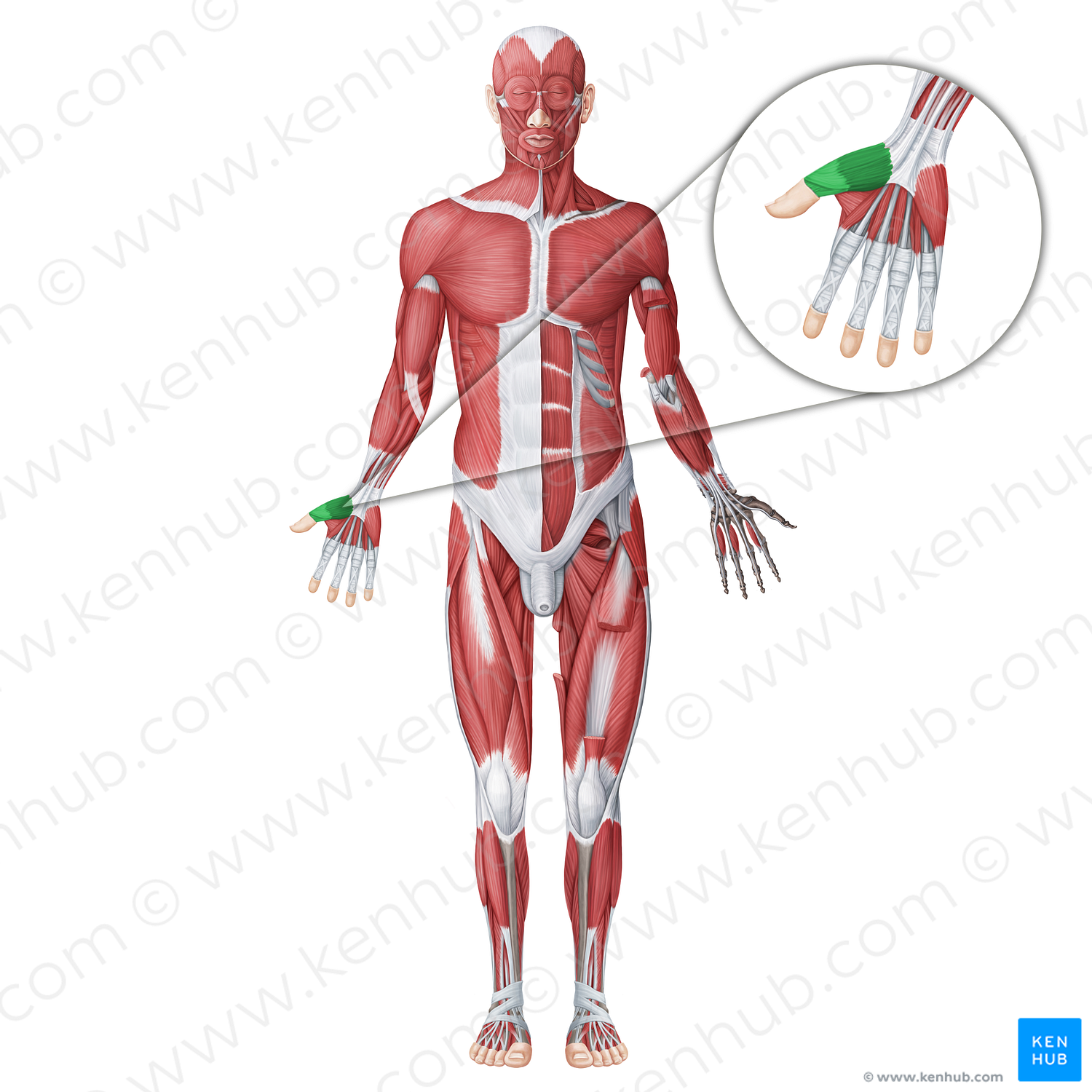 Thenar muscles (#18774)