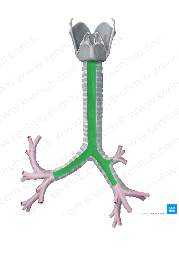 Membranous wall of trachea (#7649)