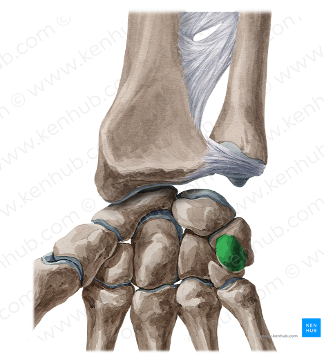 Pisiform bone (#7480)
