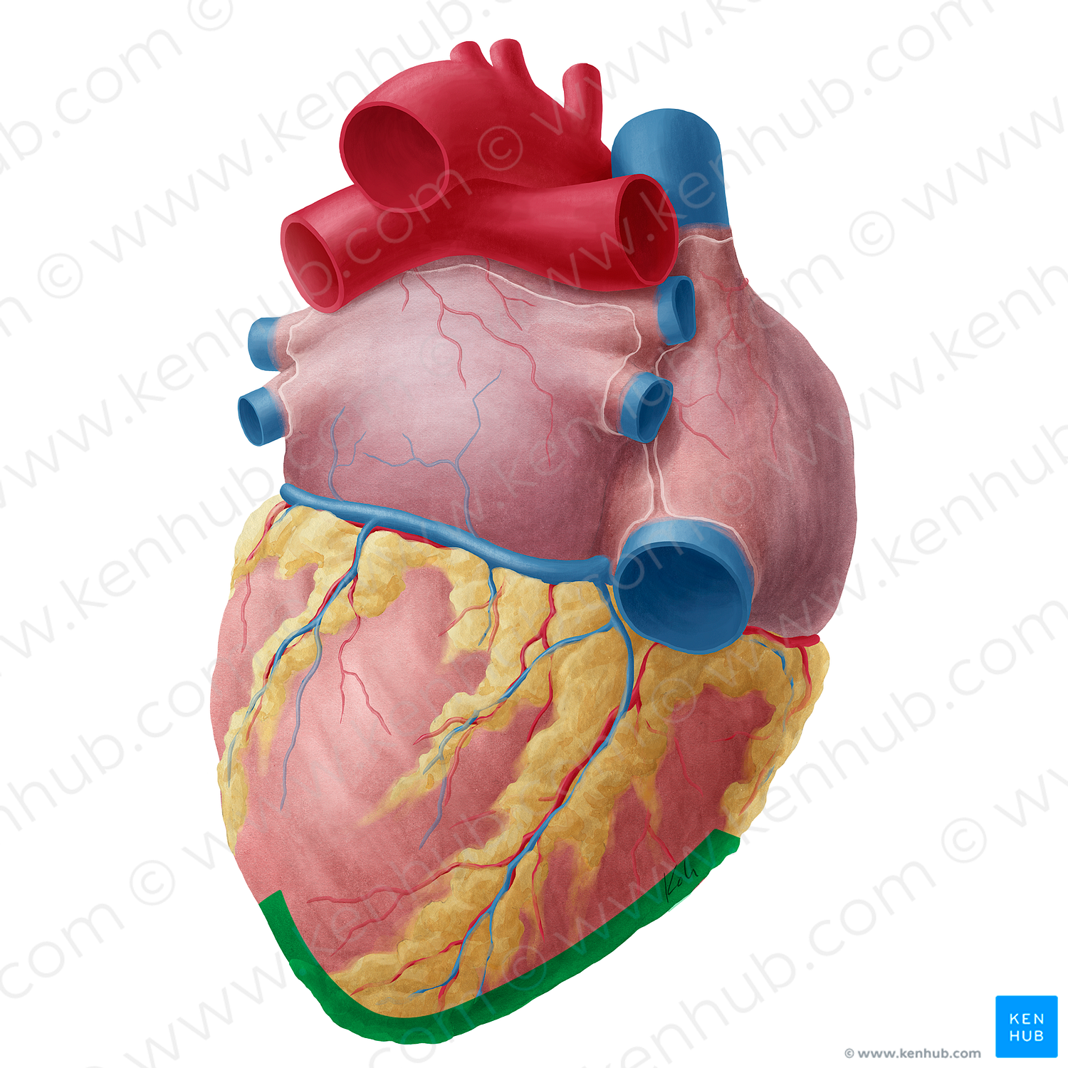 Inferior border of heart (#20171)