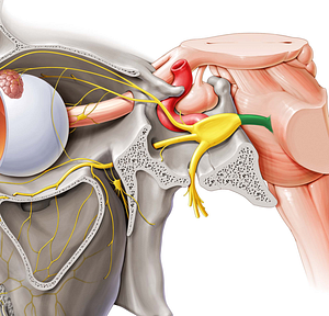 Trigeminal nerve (#6837)