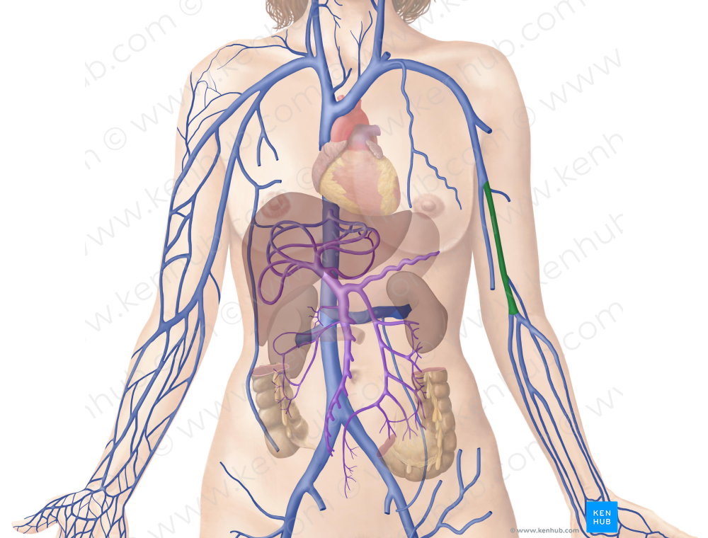 Brachial veins (#9994)