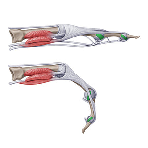 Proper collateral interphalangeal ligaments of hand (#20760)