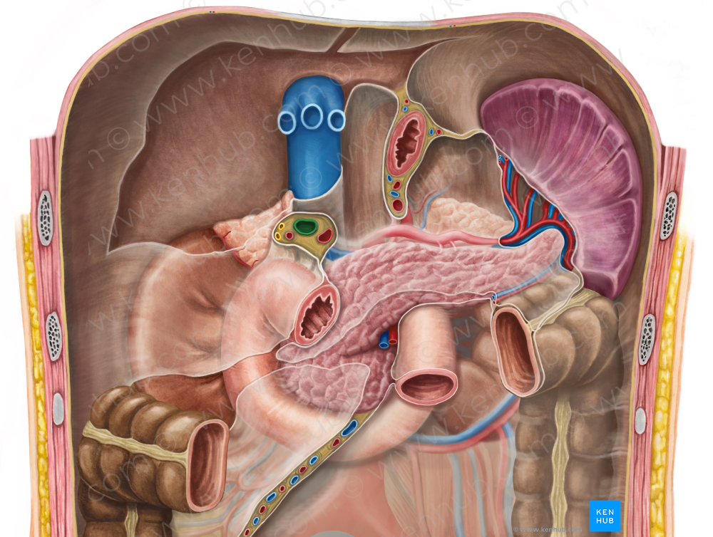 Hepatic portal vein (#10485)