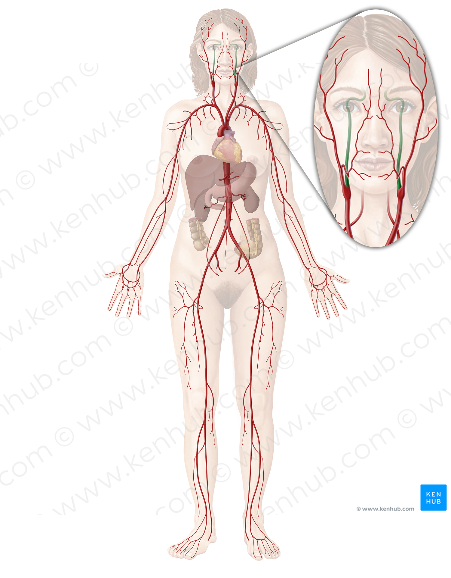 Internal carotid artery (#976)