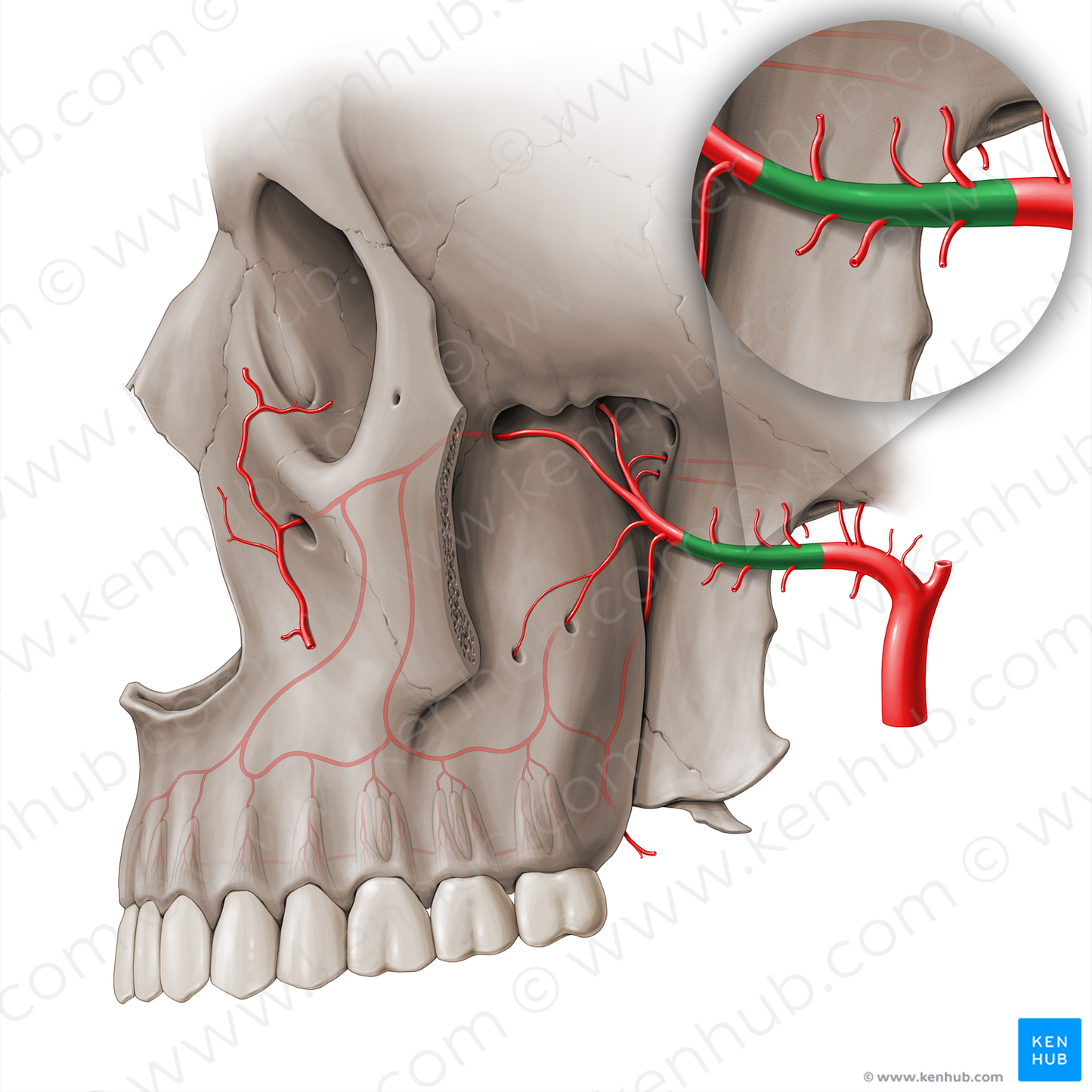 Pterygoid part of maxillary artery (#18508)