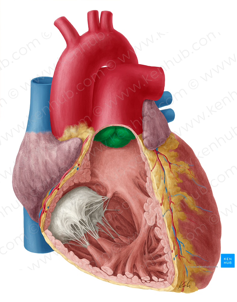 Pulmonary valve (#9913)