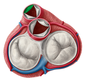 Anterior semilunar leaflet of pulmonary valve (#9918)