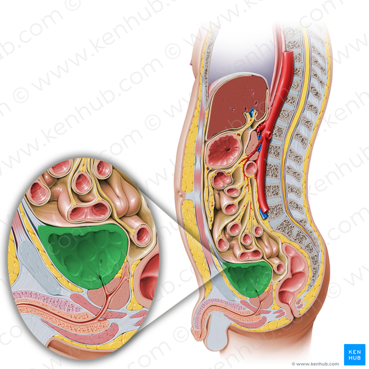 Urinary bladder (#10812)