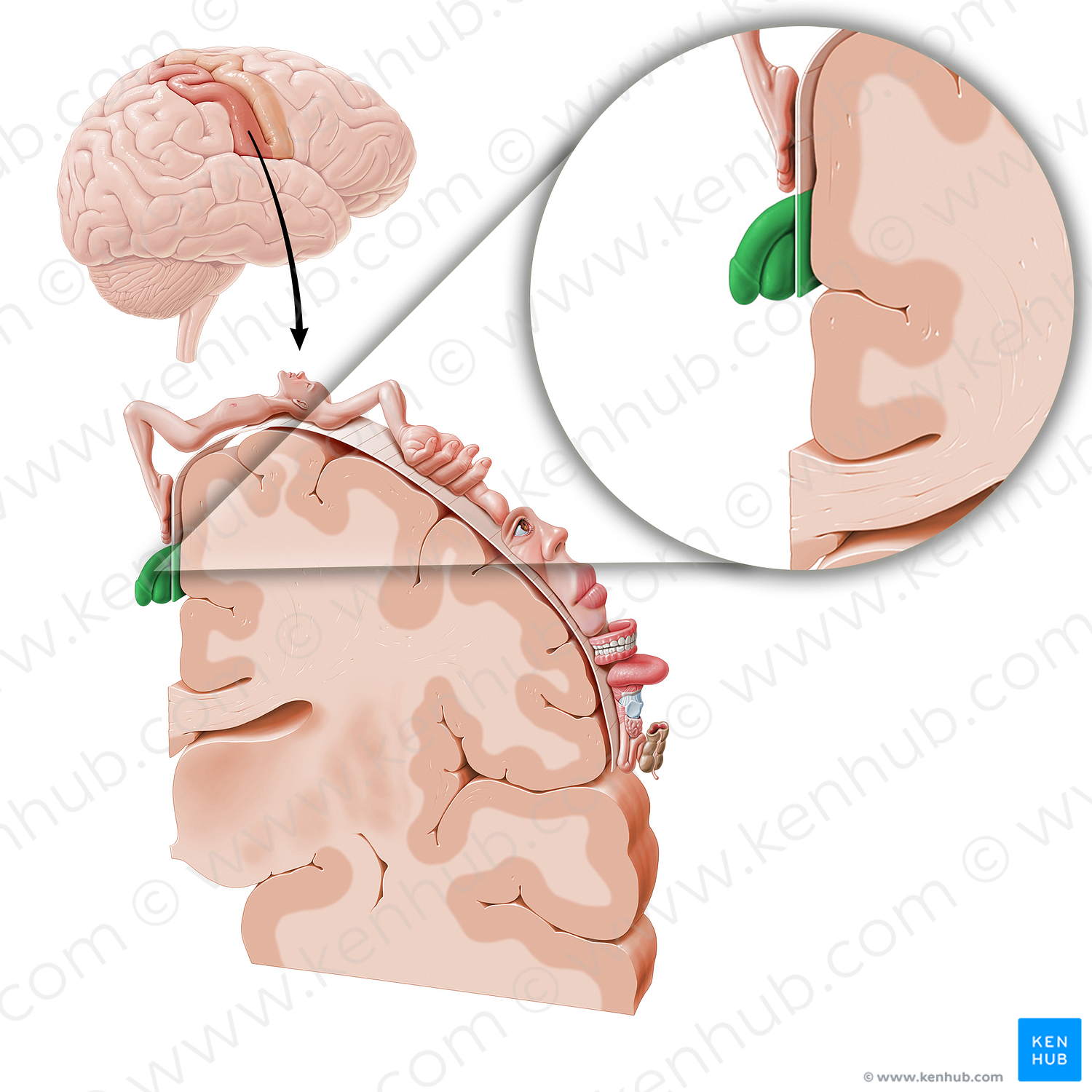 Sensory cortex of genitals (#11044)