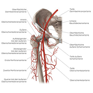 Femoral artery and its branches (German)
