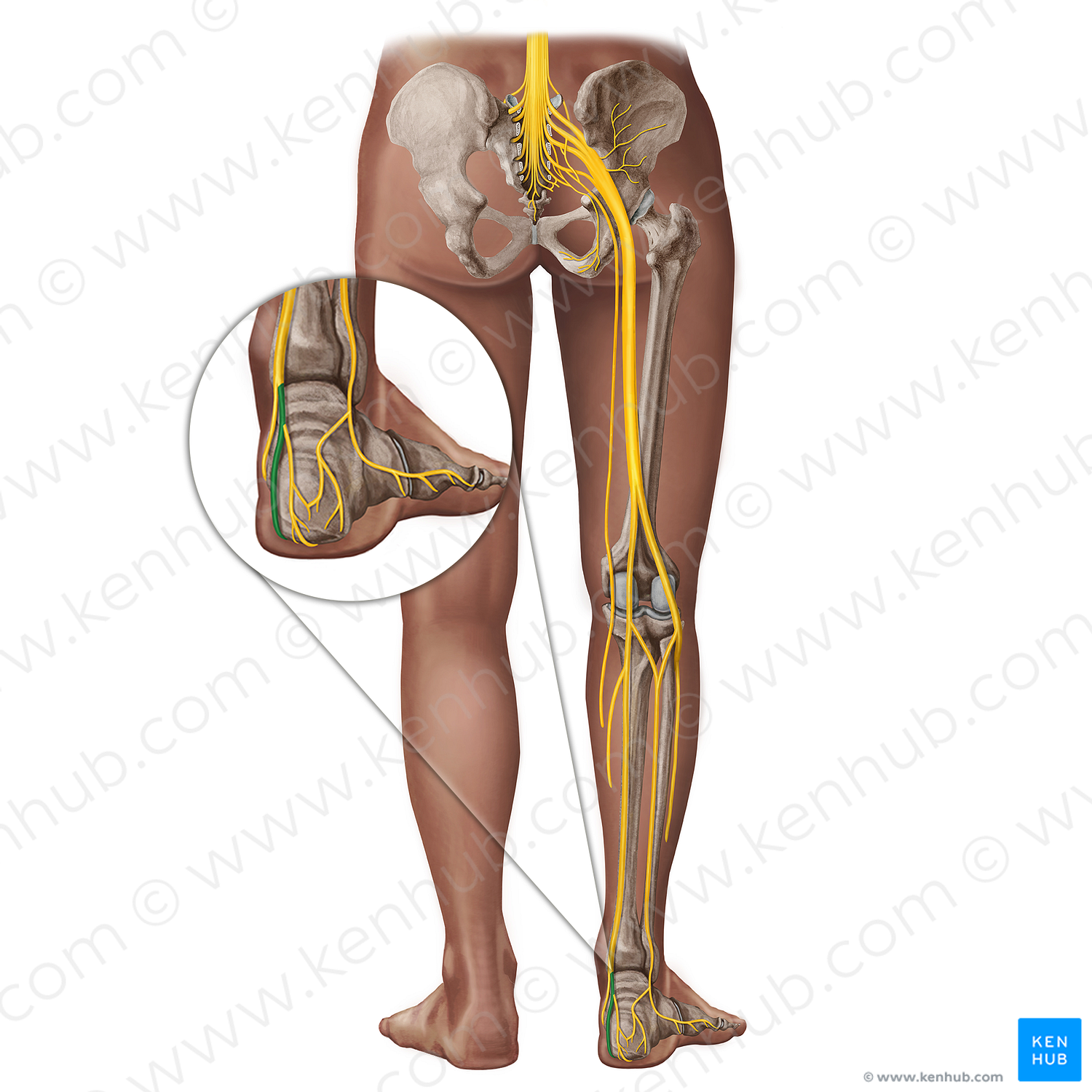 Lateral plantar nerve (#18283)
