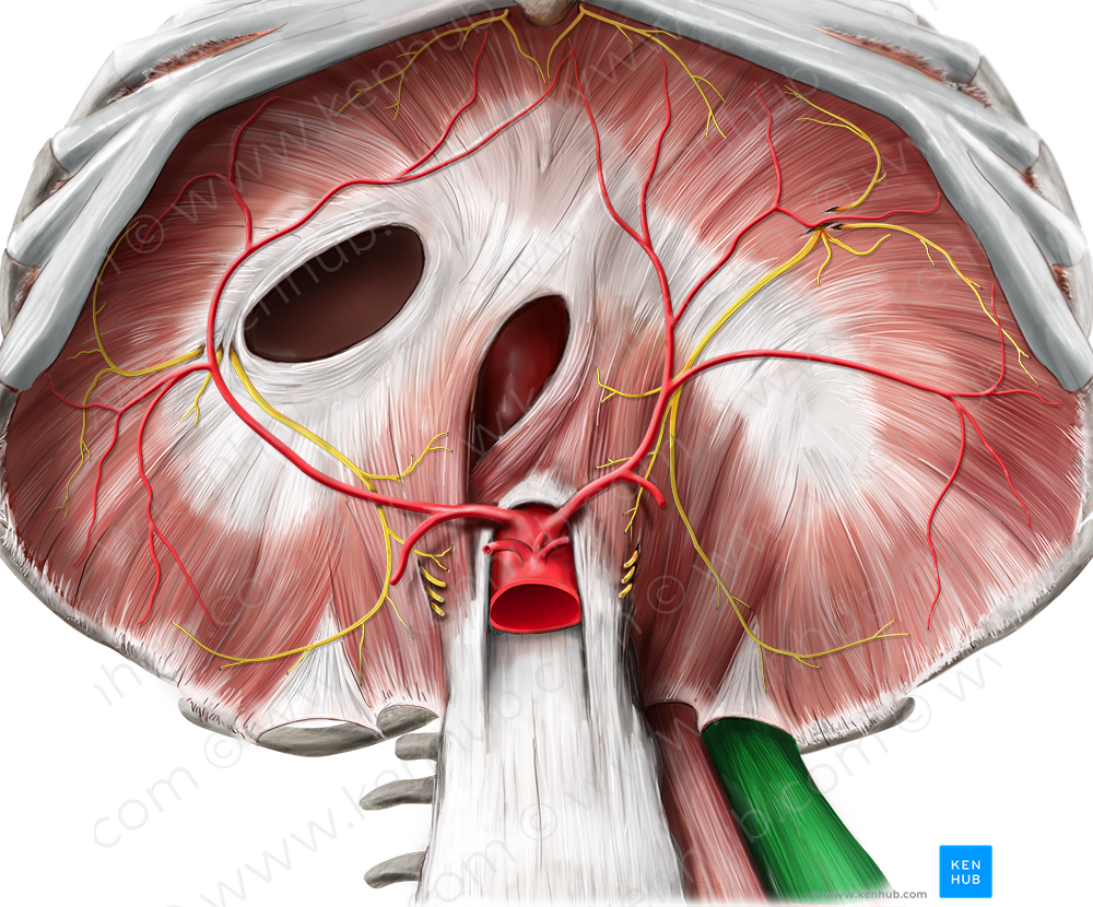 Quadratus lumborum muscle (#5817)