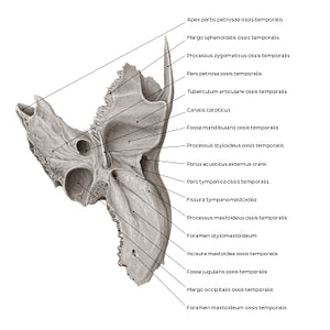 Temporal bone (inferior view) (Latin)
