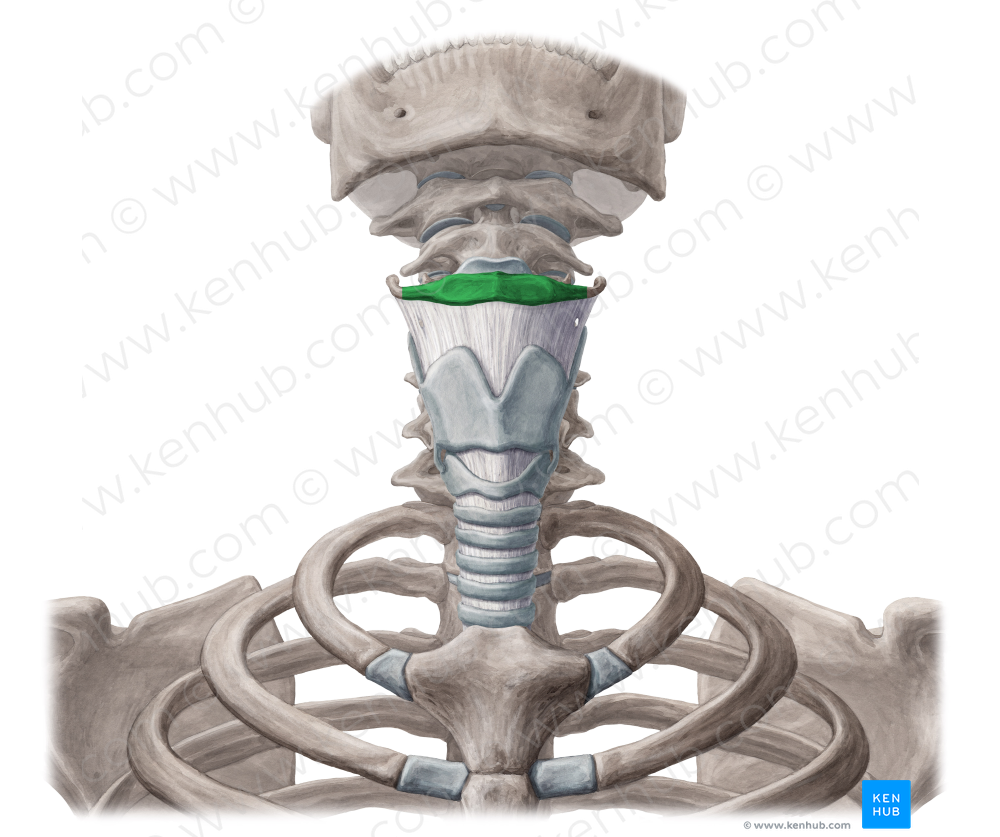 Body of hyoid bone (#2970)