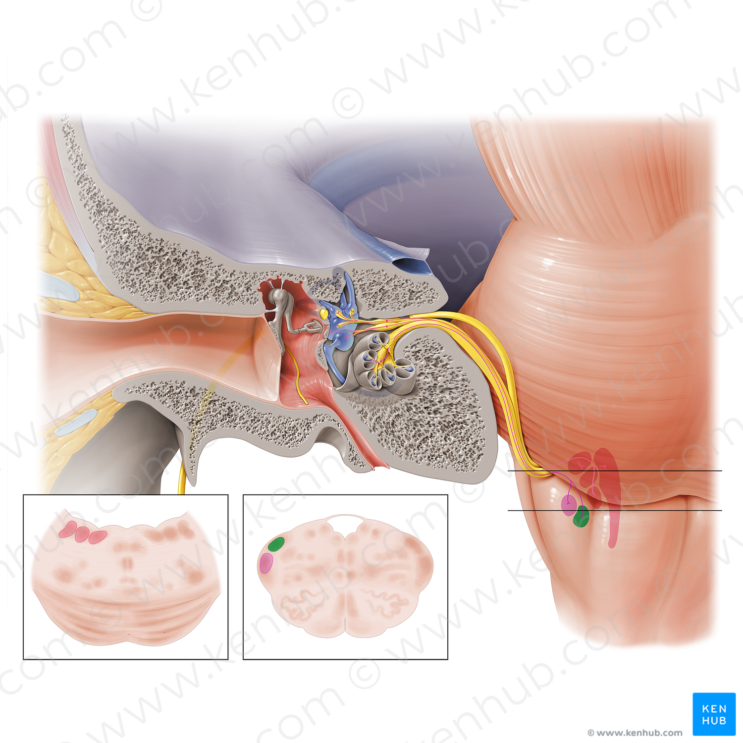 Posterior cochlear nucleus (#7180)