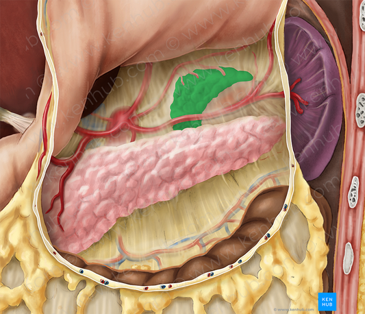 Left suprarenal gland (#4133)