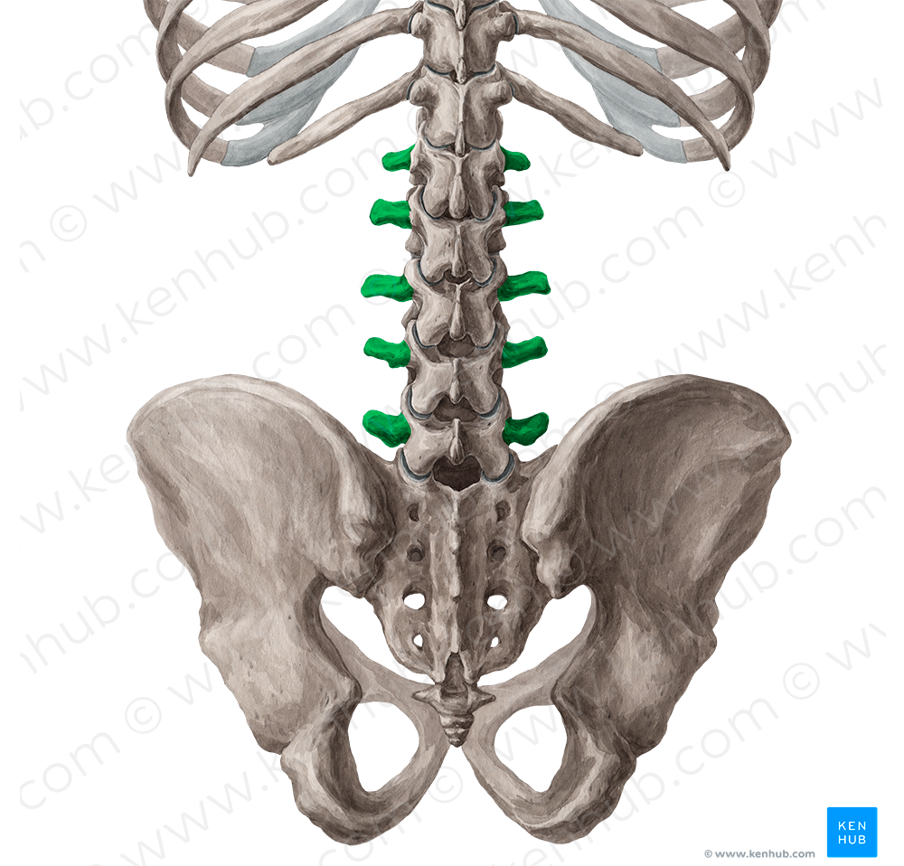 Transverse processes of vertebrae L1-L5 (#8326)