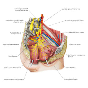 Nerves of the female pelvis (English)