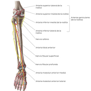 Neurovasculature of the leg and knee (anterior view) (Spanish)