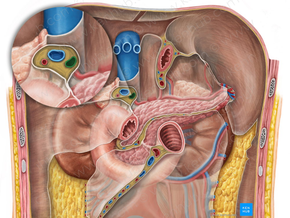 Proper hepatic artery (#1356)