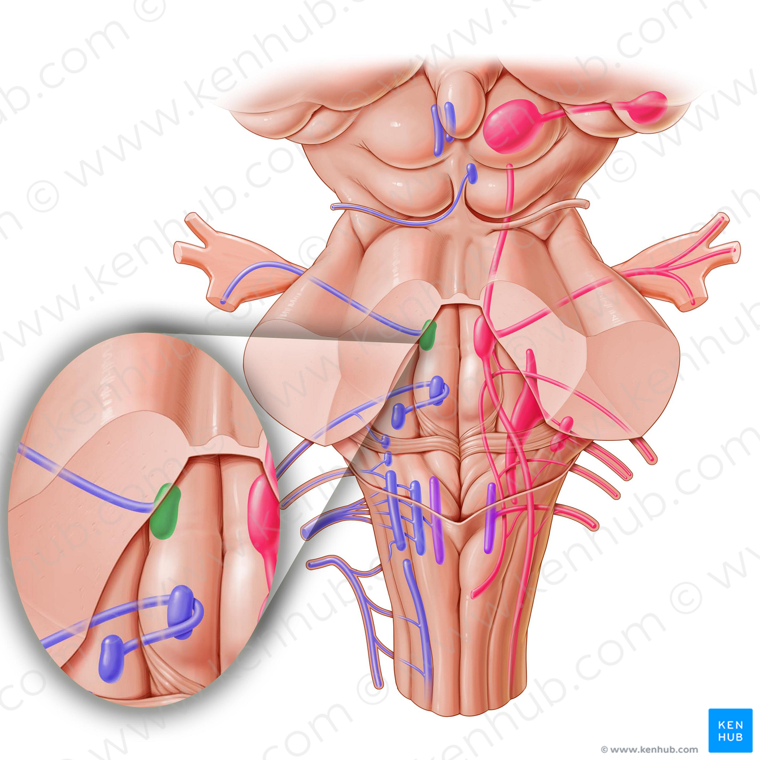 Motor nucleus of trigeminal nerve (#7213)