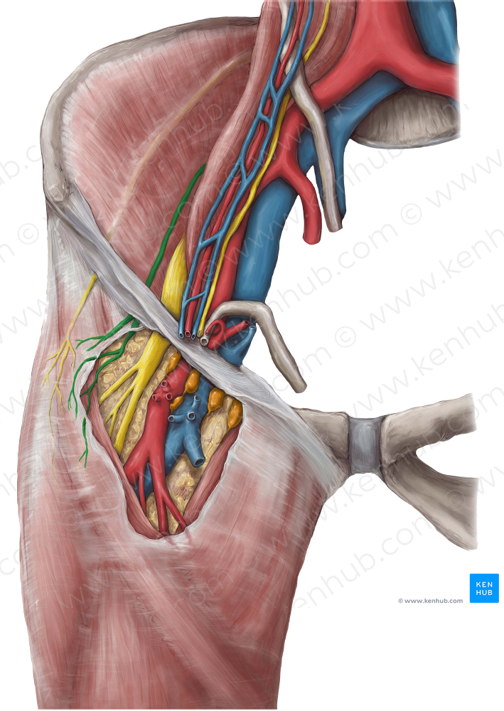 Femoral branch of genitofemoral nerve (#8683)