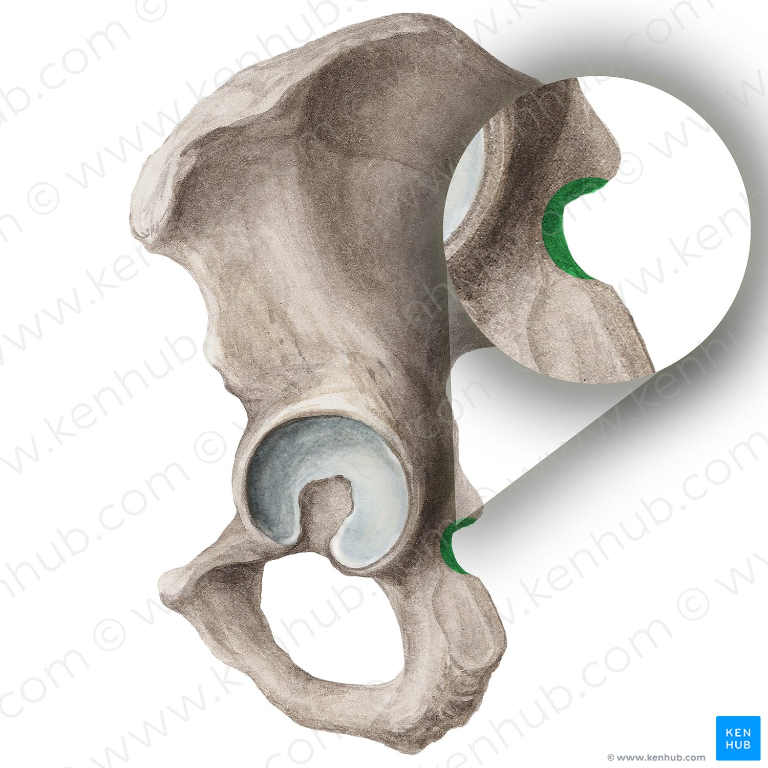 Lesser sciatic notch of hip bone (#4294)