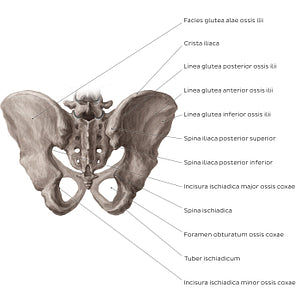 Bony pelvis (posterior view) (Latin)