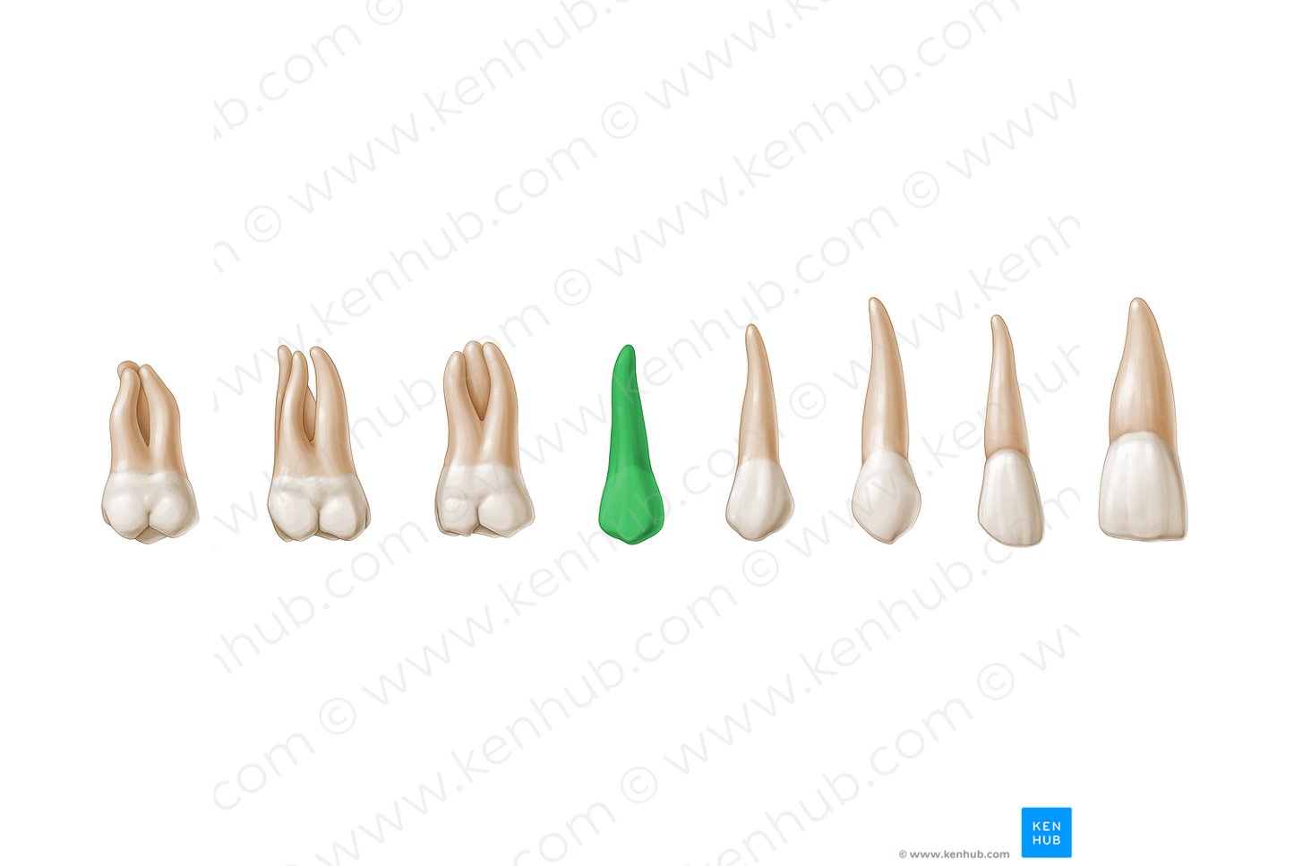 2nd premolar tooth (#3235)