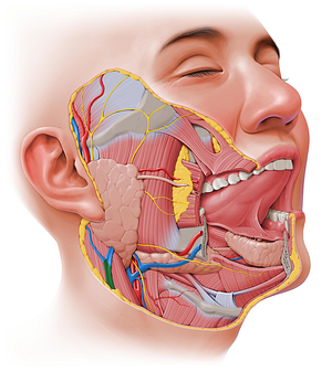 External jugular vein (#10342)