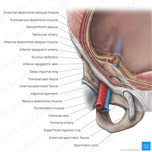 Inguinal canal (English)