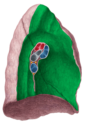 Mediastinal surface of left lung (#3524)