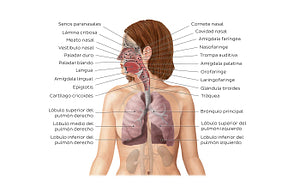 Respiratory system (Spanish)