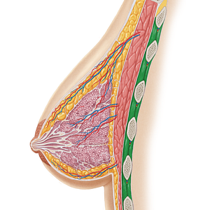 Intercostal muscles (#5118)