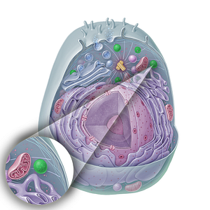 Lysosome (#15327)