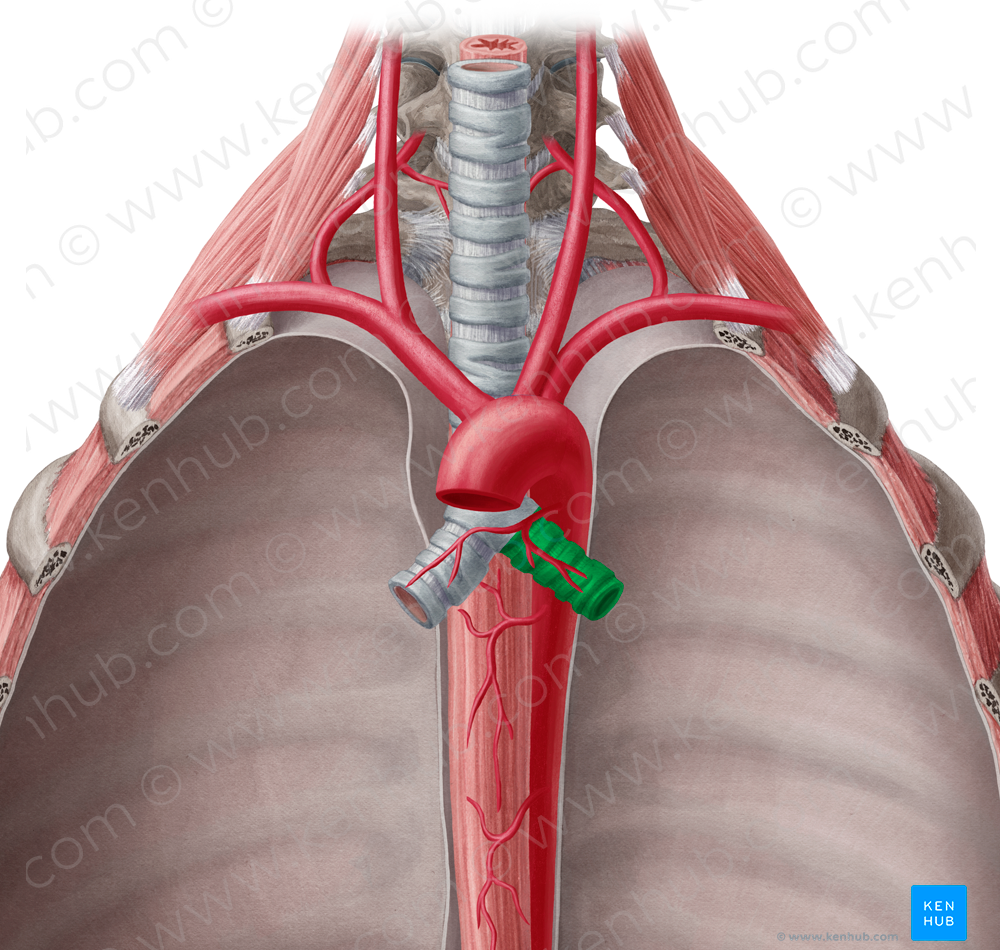 Left main bronchus (#2239)