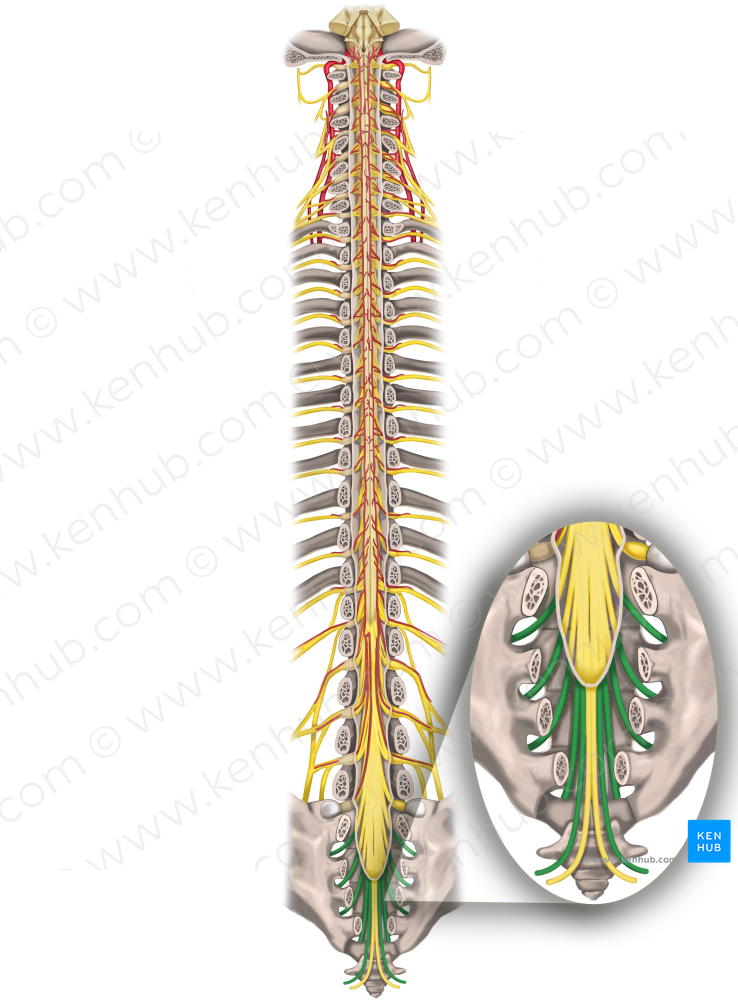 Spinal nerves S1-S5 (#6266)