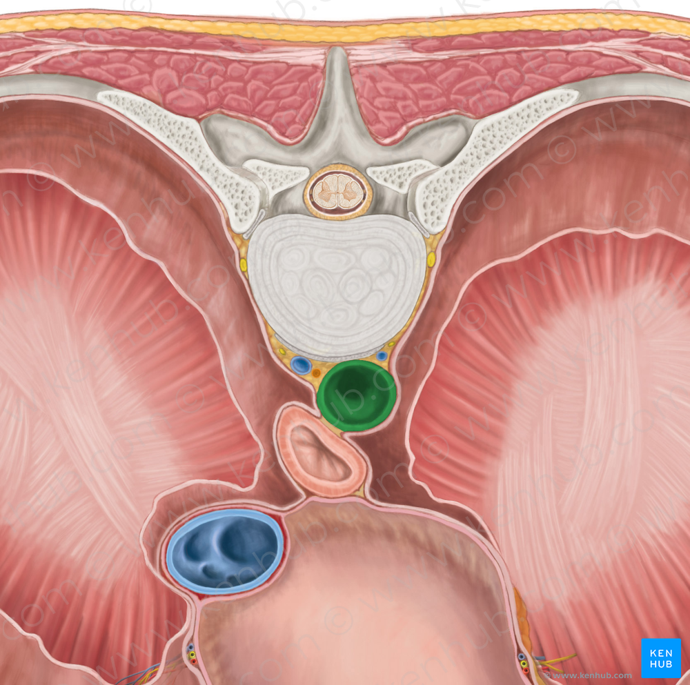 Descending thoracic aorta (#743)